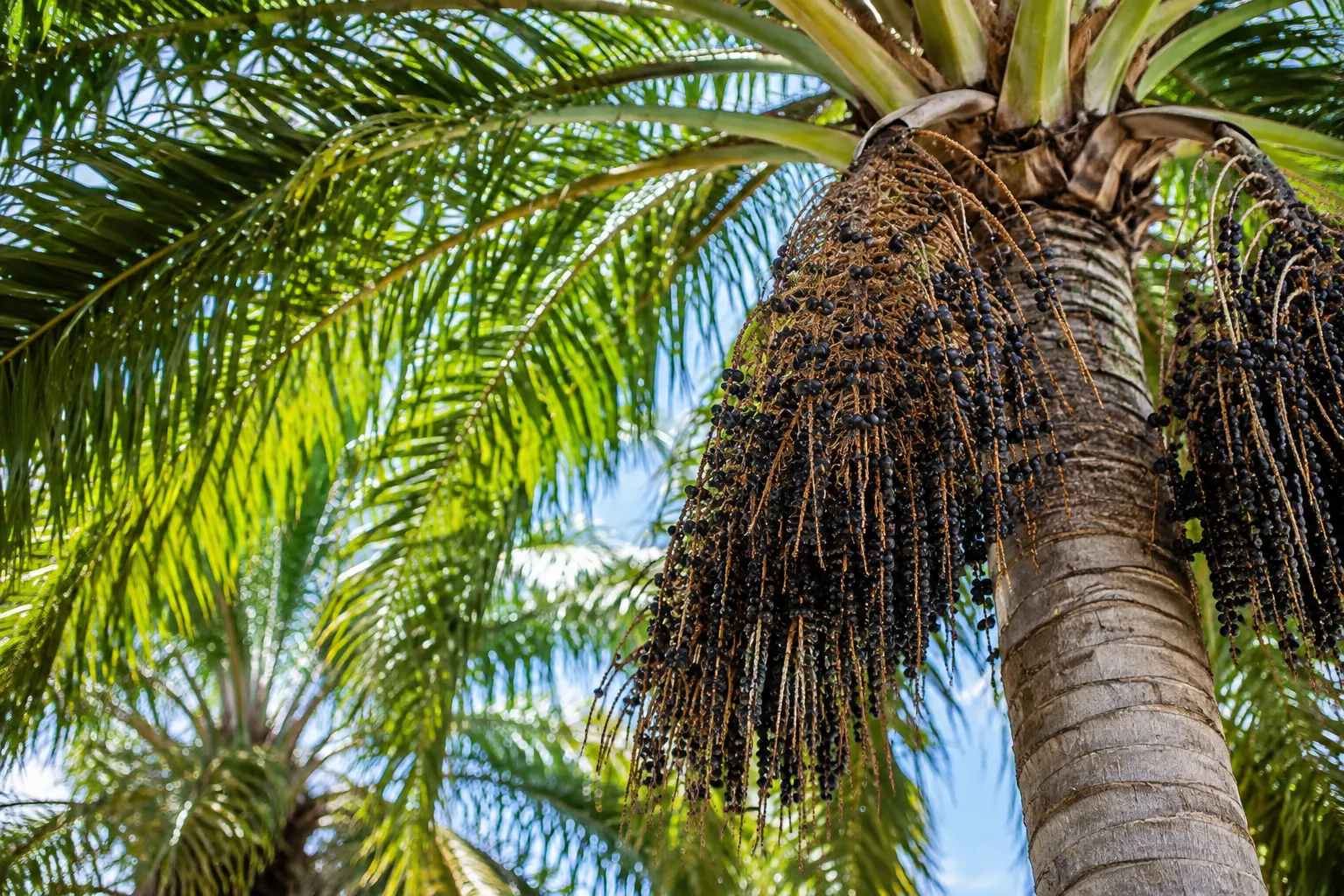 Palmera de açaí con racimos maduros